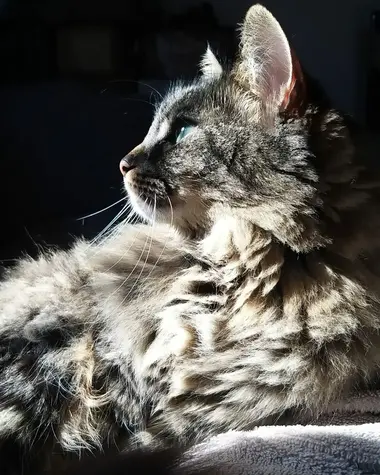 Plume, l'oiseau qui a inspir&eacute; le nom du restaurant